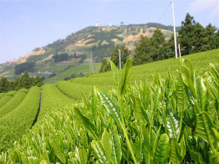 Green tea fields in Shizuoka